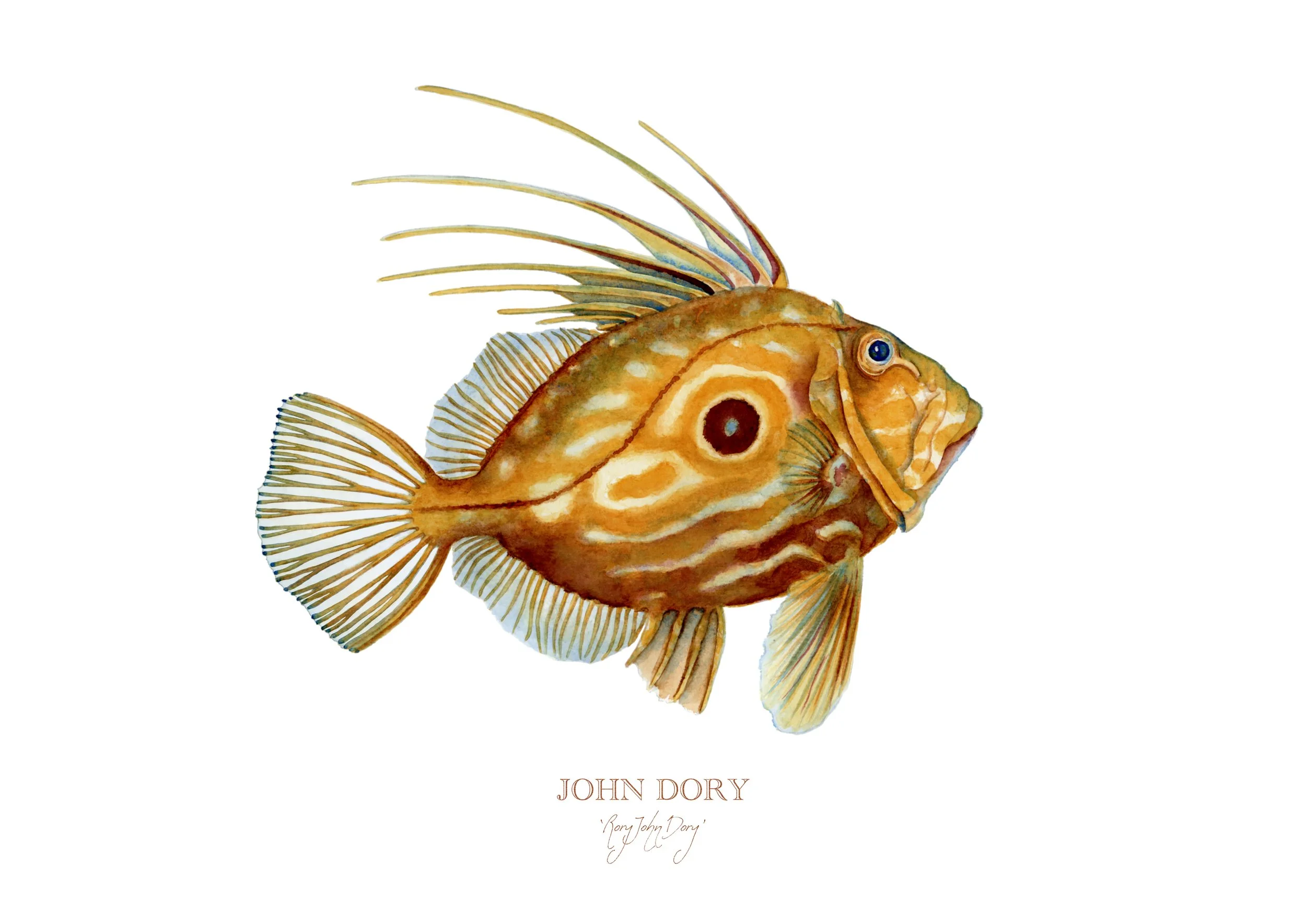 Rory John Dory
