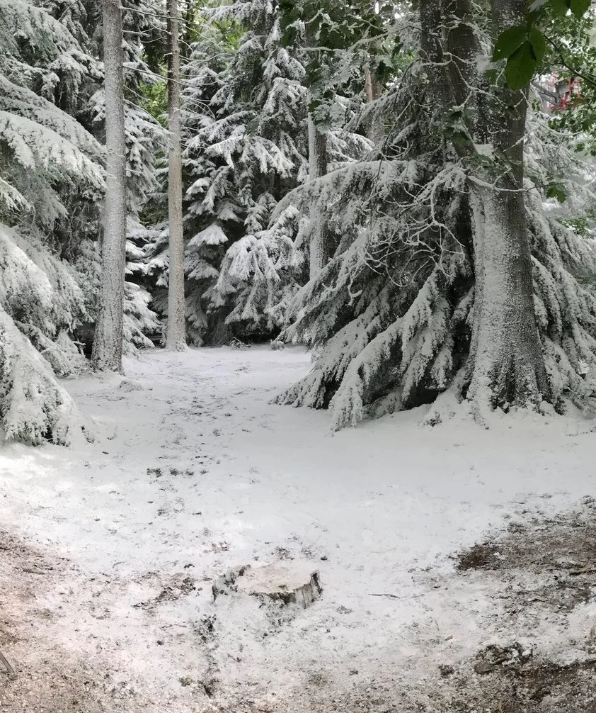 Snow-covered forest with large evergreen trees and a snow-covered ground.