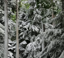 Snow-covered trees in a dense forest