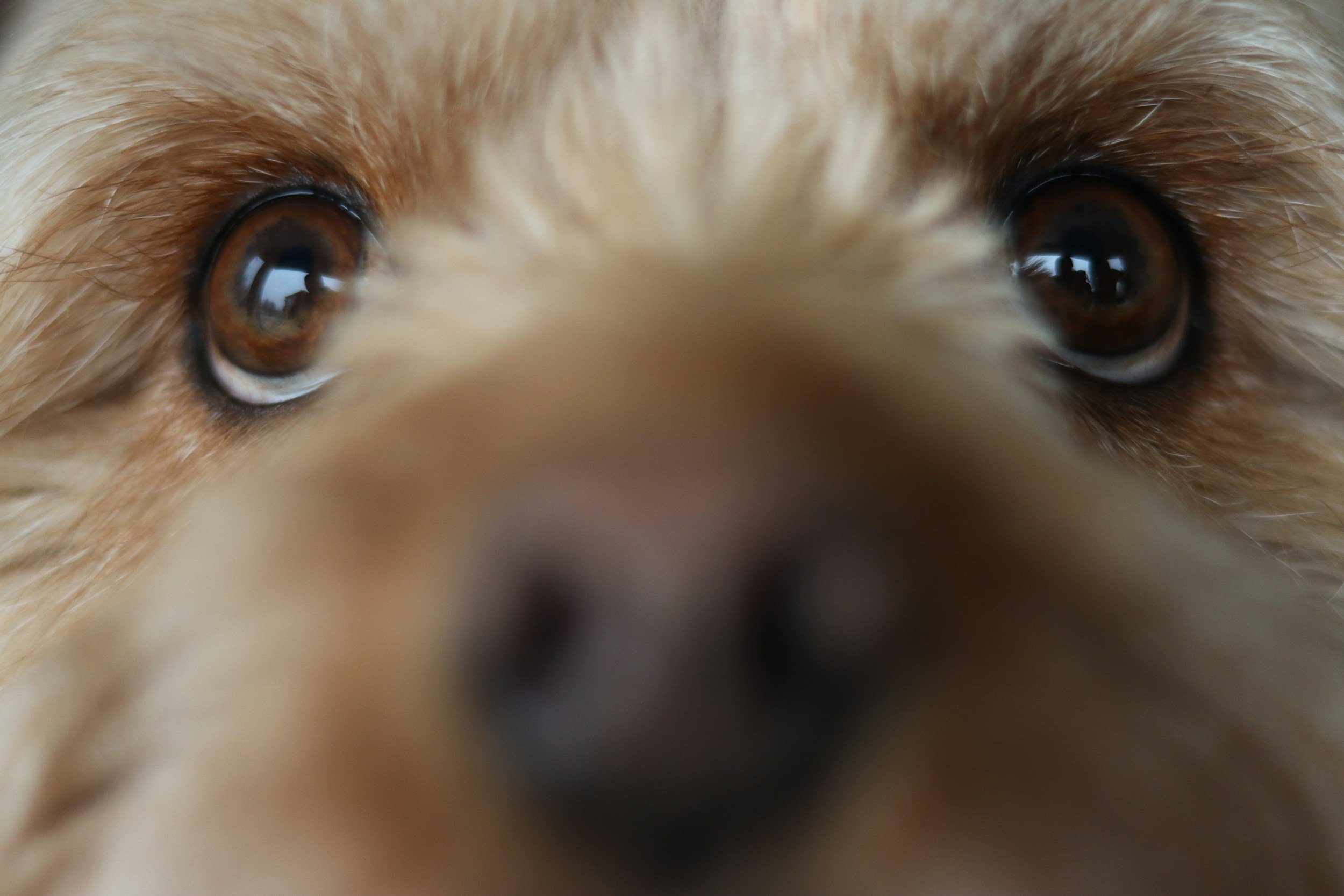Seeing Is Believing: How Blood Plasma Therapy Is Preventing Blindness in Dogs