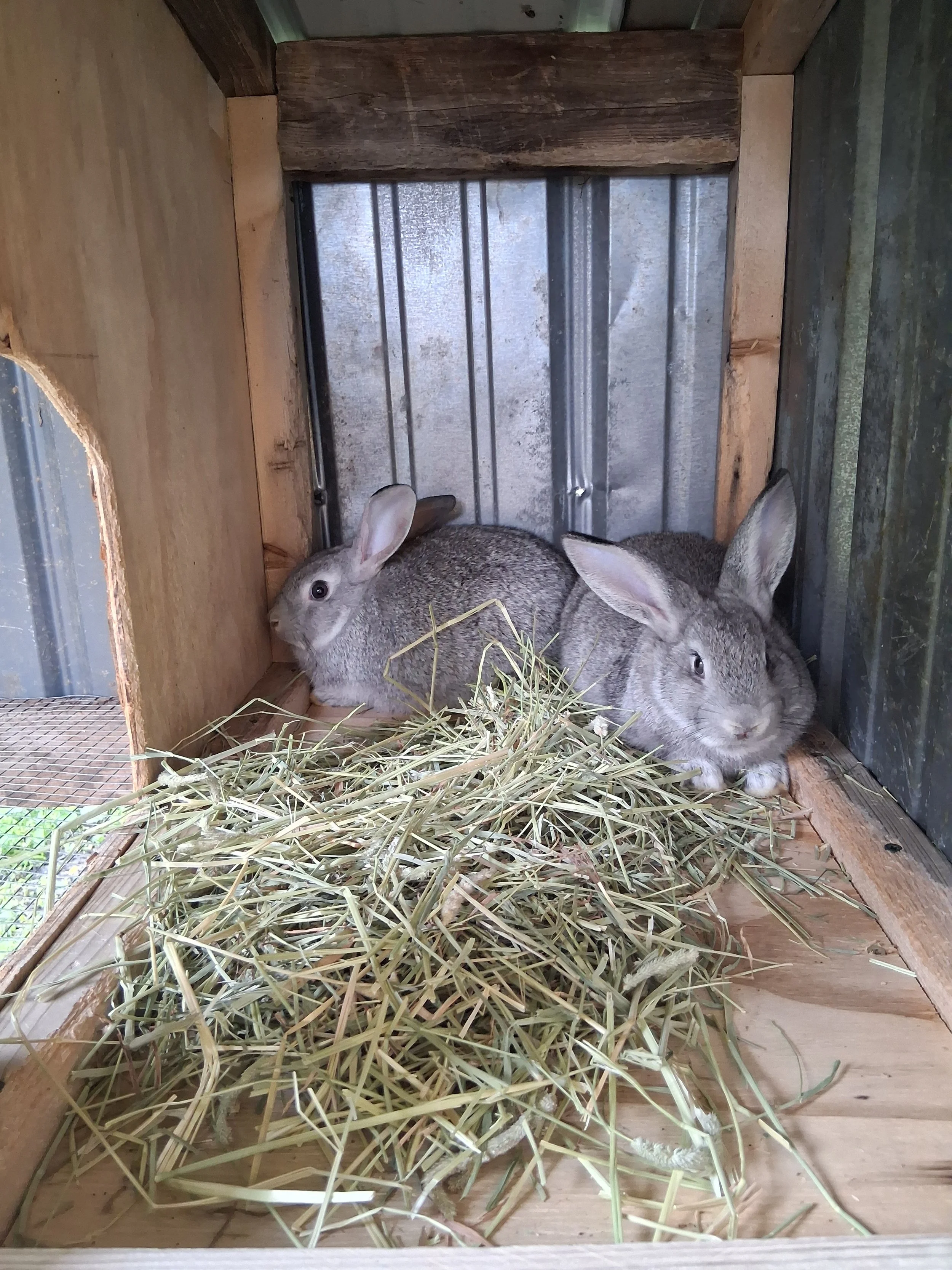 American Chincilla Rabbits.jpg