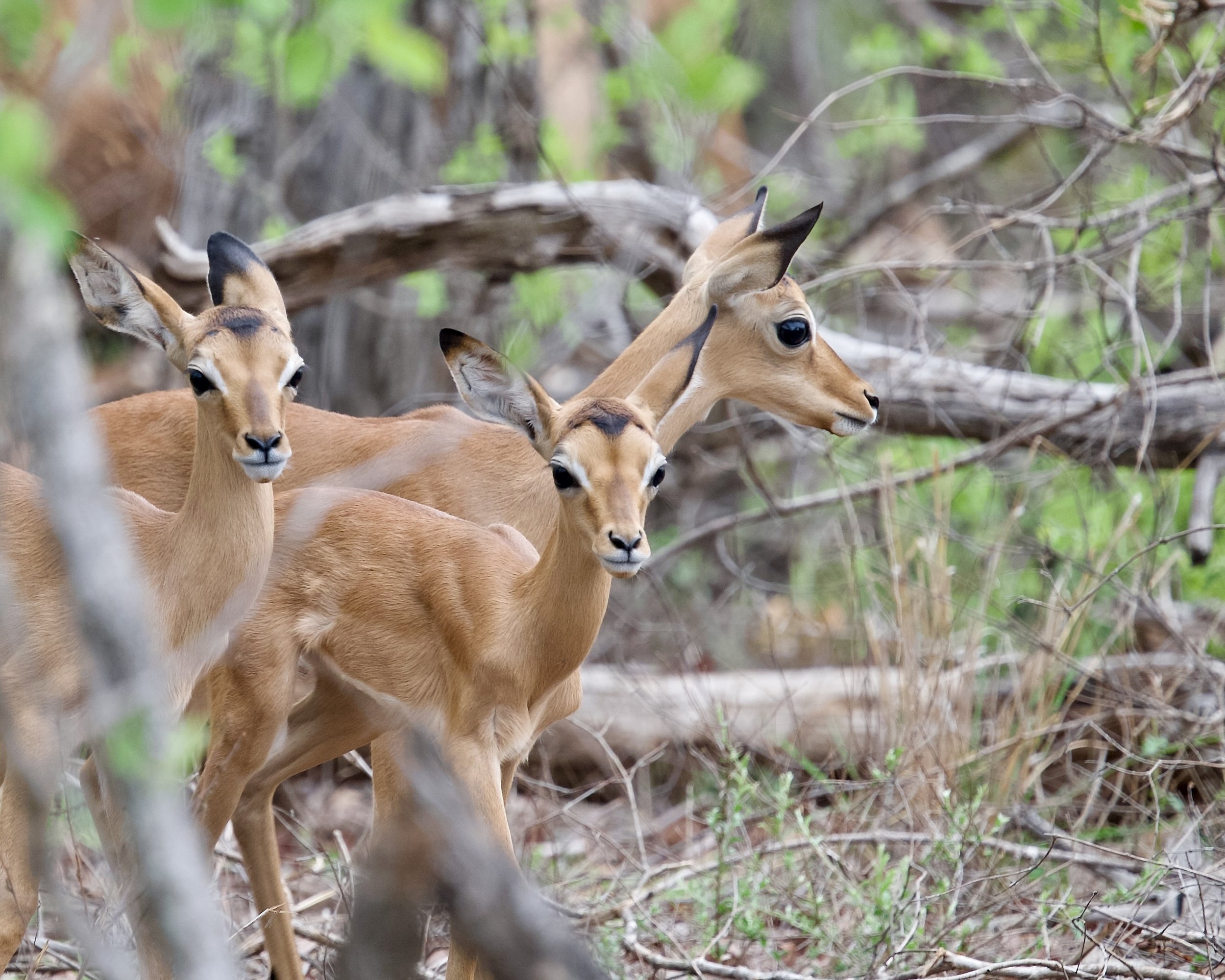 Kruger (South Africa)