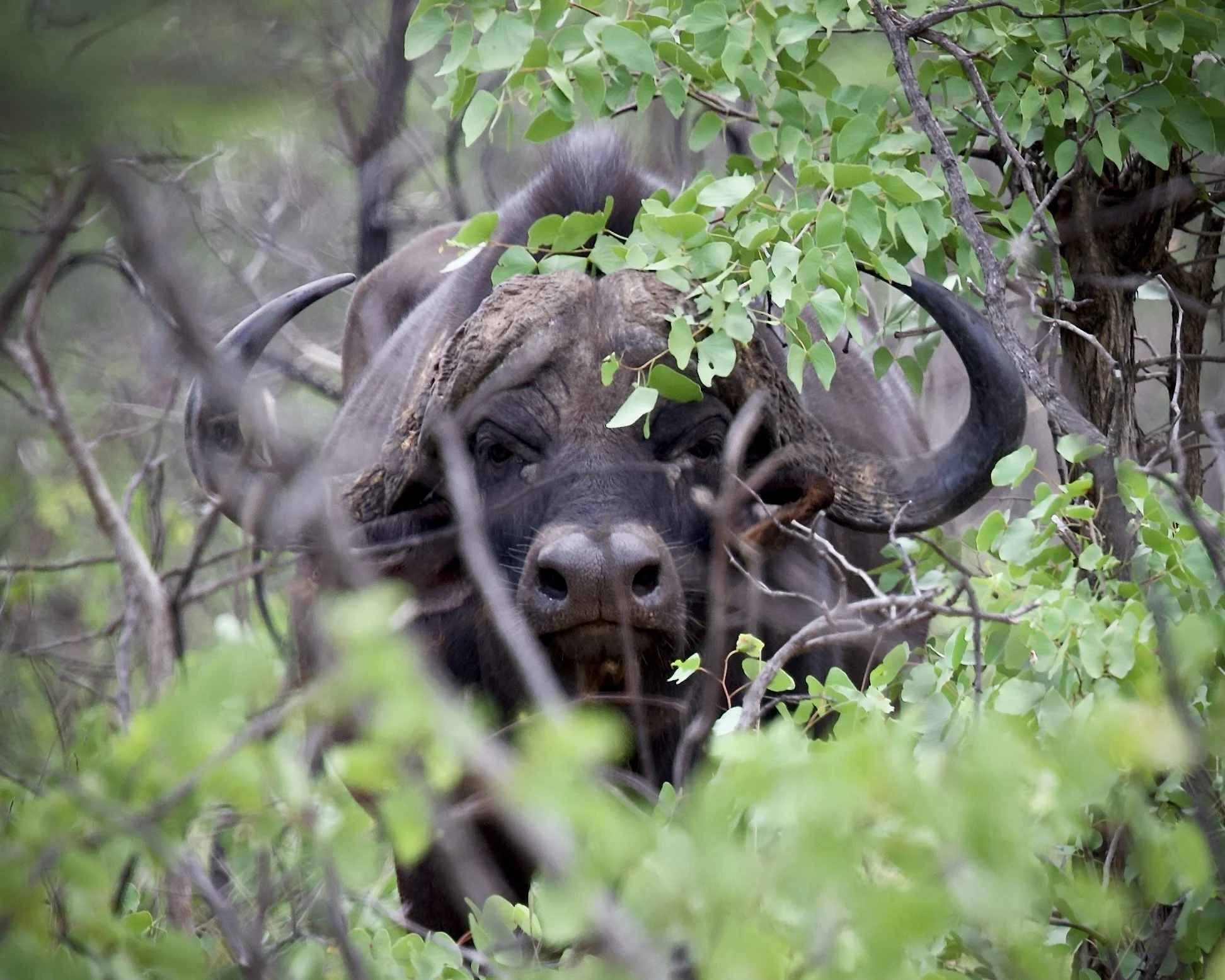 Kruger (South Africa)