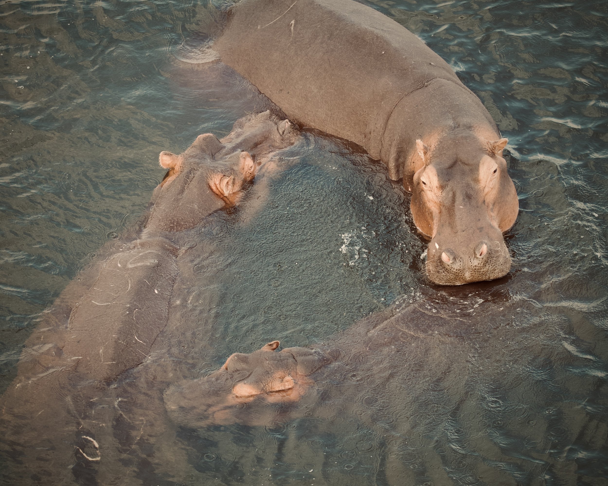 Kruger (South Africa)