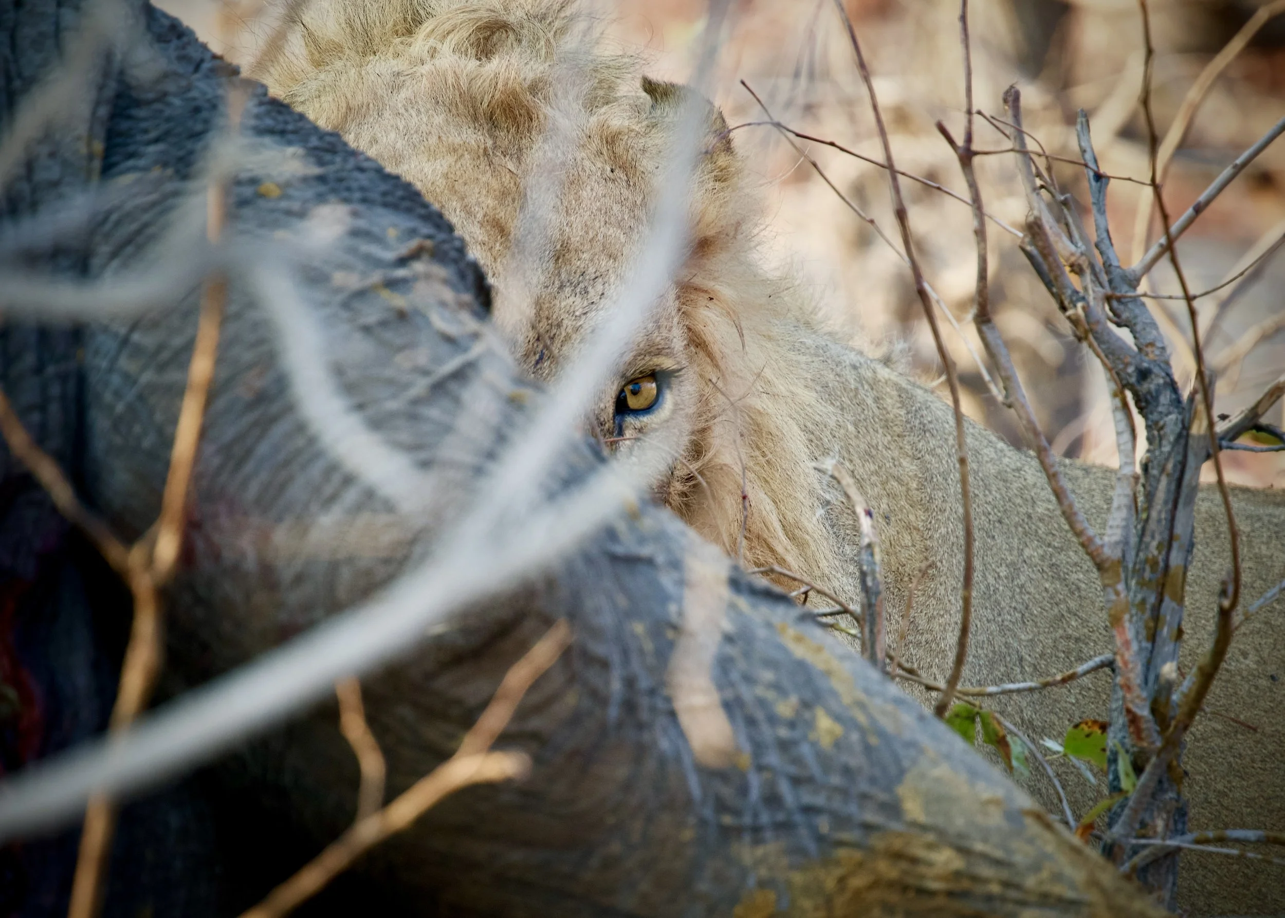 Khwai River (Botswana)