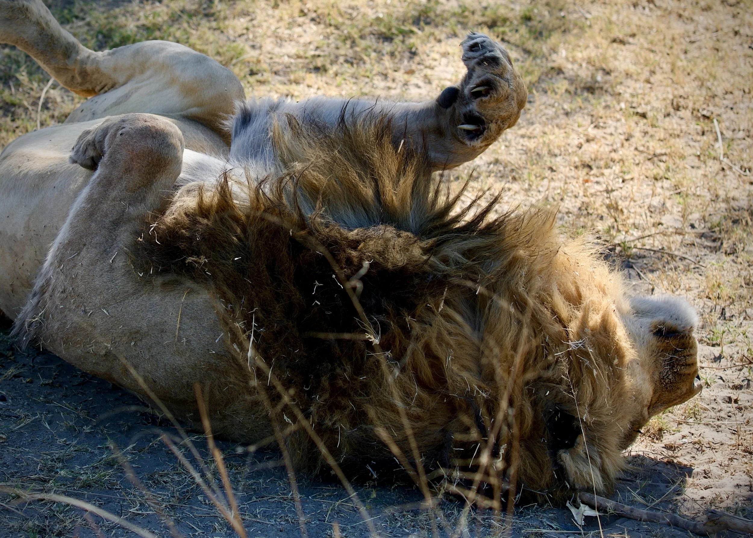Moremi (Botswana)
