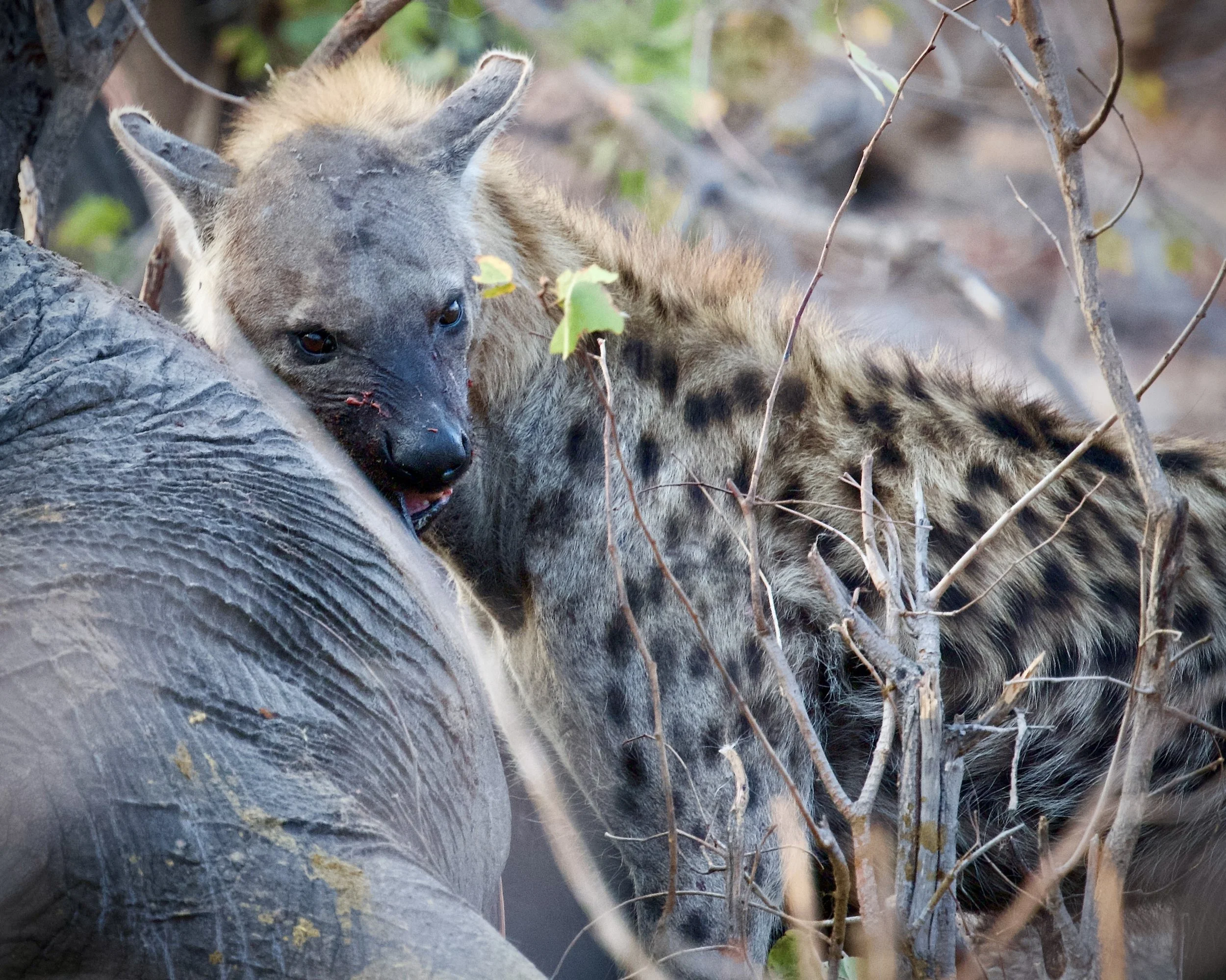 Khwai River (Botswana)