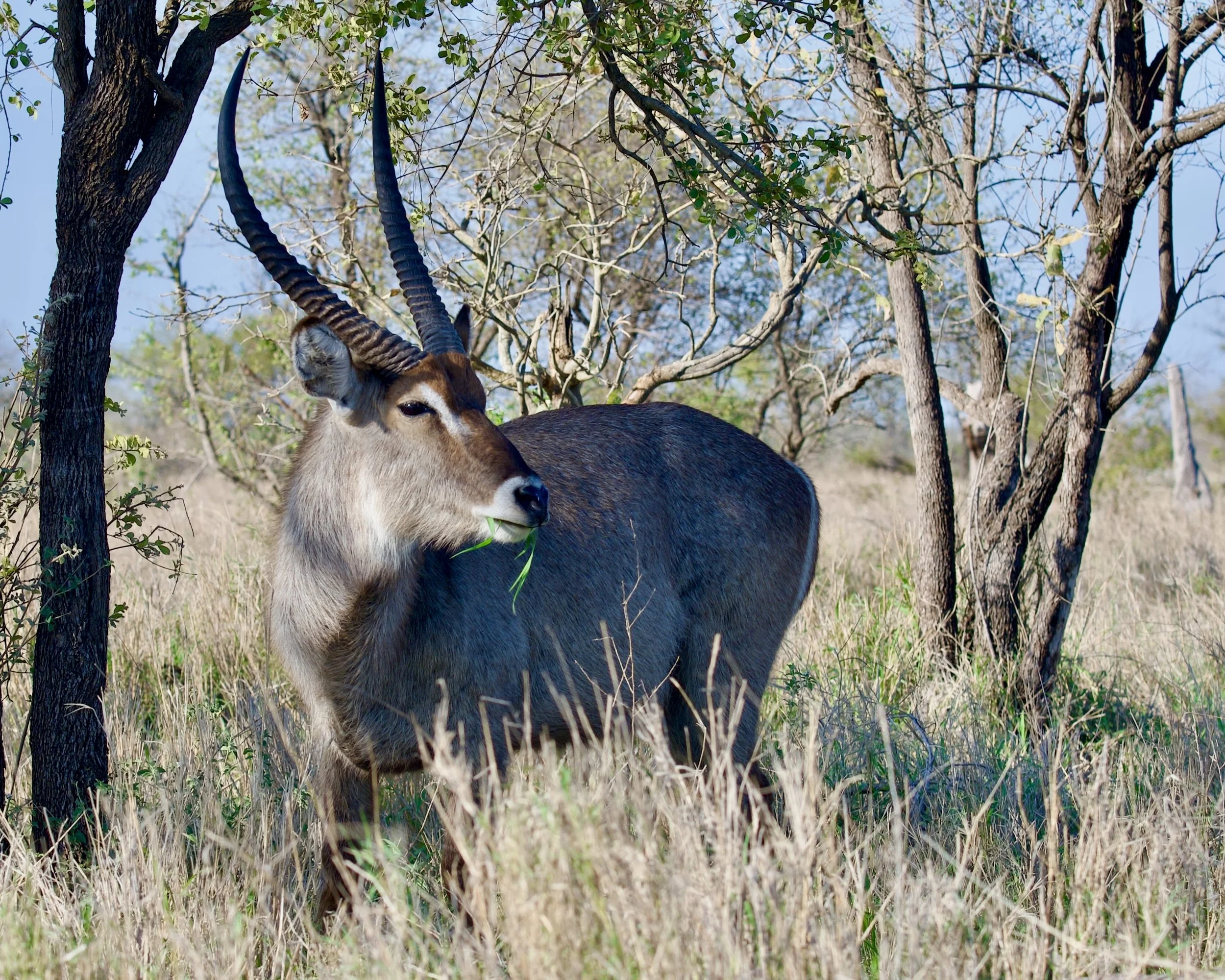Kruger (South Africa)