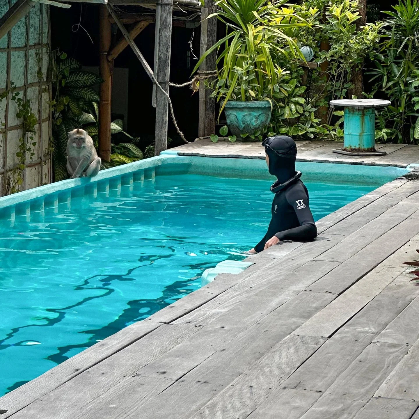 Pool training in Bali&hellip; with a surprise hydration coach 🐒💧

Just another training day in Bali!