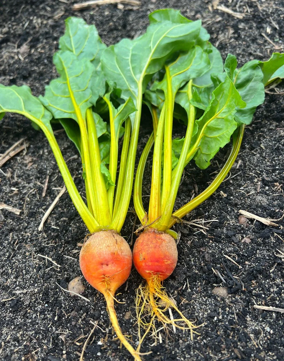 The first time I tried this Gold Beet, I absolutely loved it! I was hesitant at first because I thought it would taste like red beets (very earthy and strong) but I was so surprised! It’s actually sweet, mild, and buttery
💪🏽 It’s packe