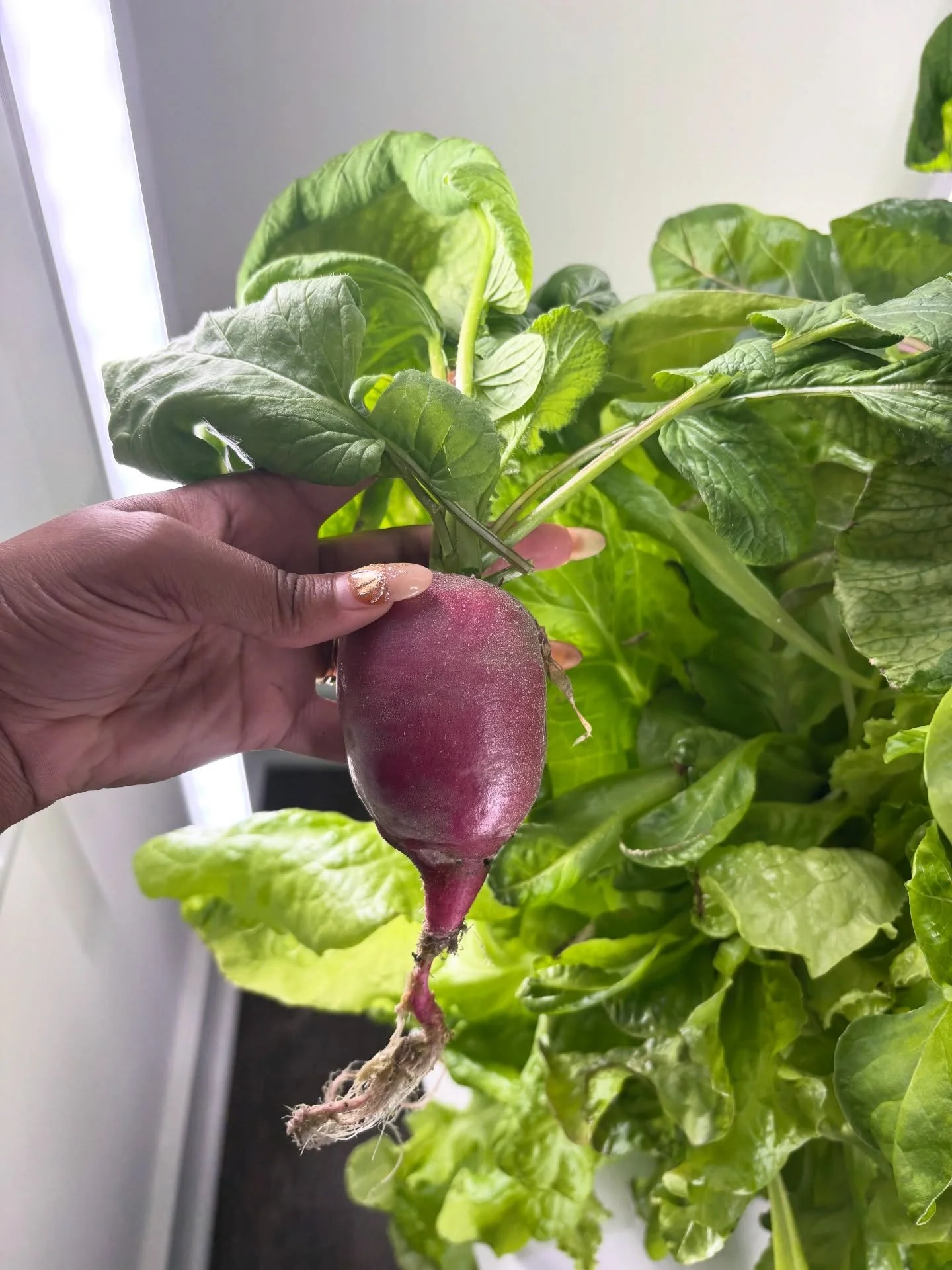 My goodness!!!🤩🤩🤩 Look how big my radish grew on my tower garden!!! I&rsquo;ve been watching it grow from a lil shrivel!!! 😂 I grew this a month ago. 

Did you know radishes help relieve bloating, promotes bowel movement, and support gut health?!