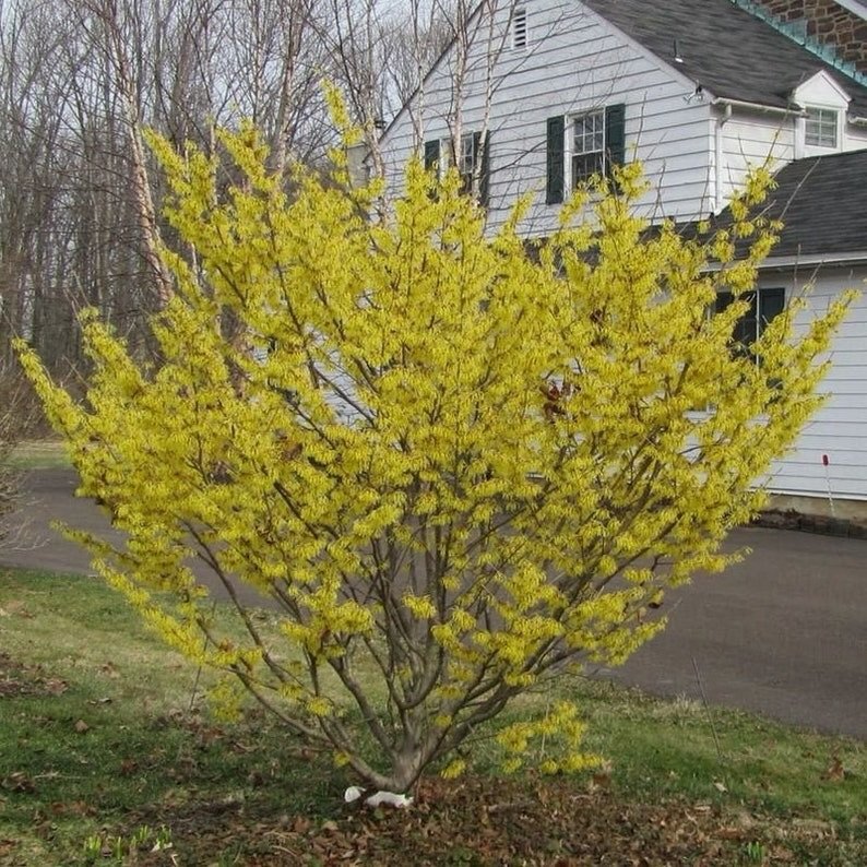 This is the Witch hazel plant. It blooms in winter when everything else rests. It&rsquo;s a true cold-season healer, don&rsquo;t overlook that it soothes dry skin, calms inflammation, calms razor bumps, eczema, and winter rashes. Here&rsquo;s a remin