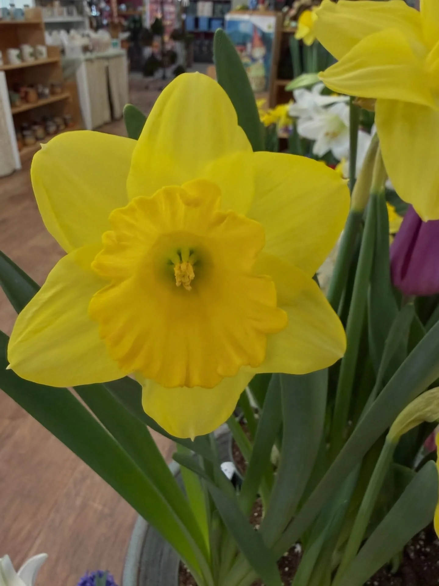 Daffodils are one of the first flowers of Spring!😍 Isn&rsquo;t she a beauty! #daffodils