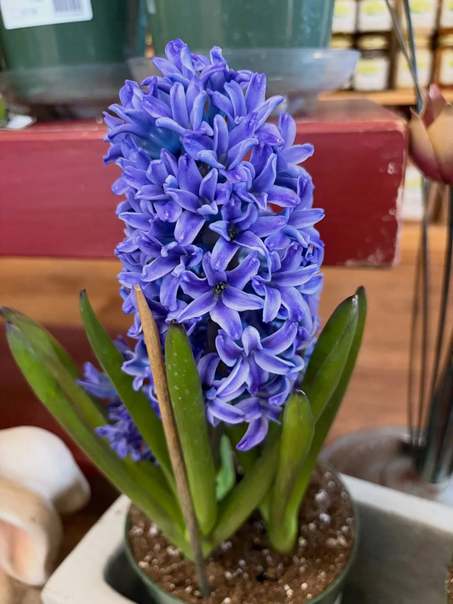 Gorgeous #Hyacinths are my favorite spring pollinators!😍 Grow these around your garden to deter deer, rodents, squirrels, and mice!