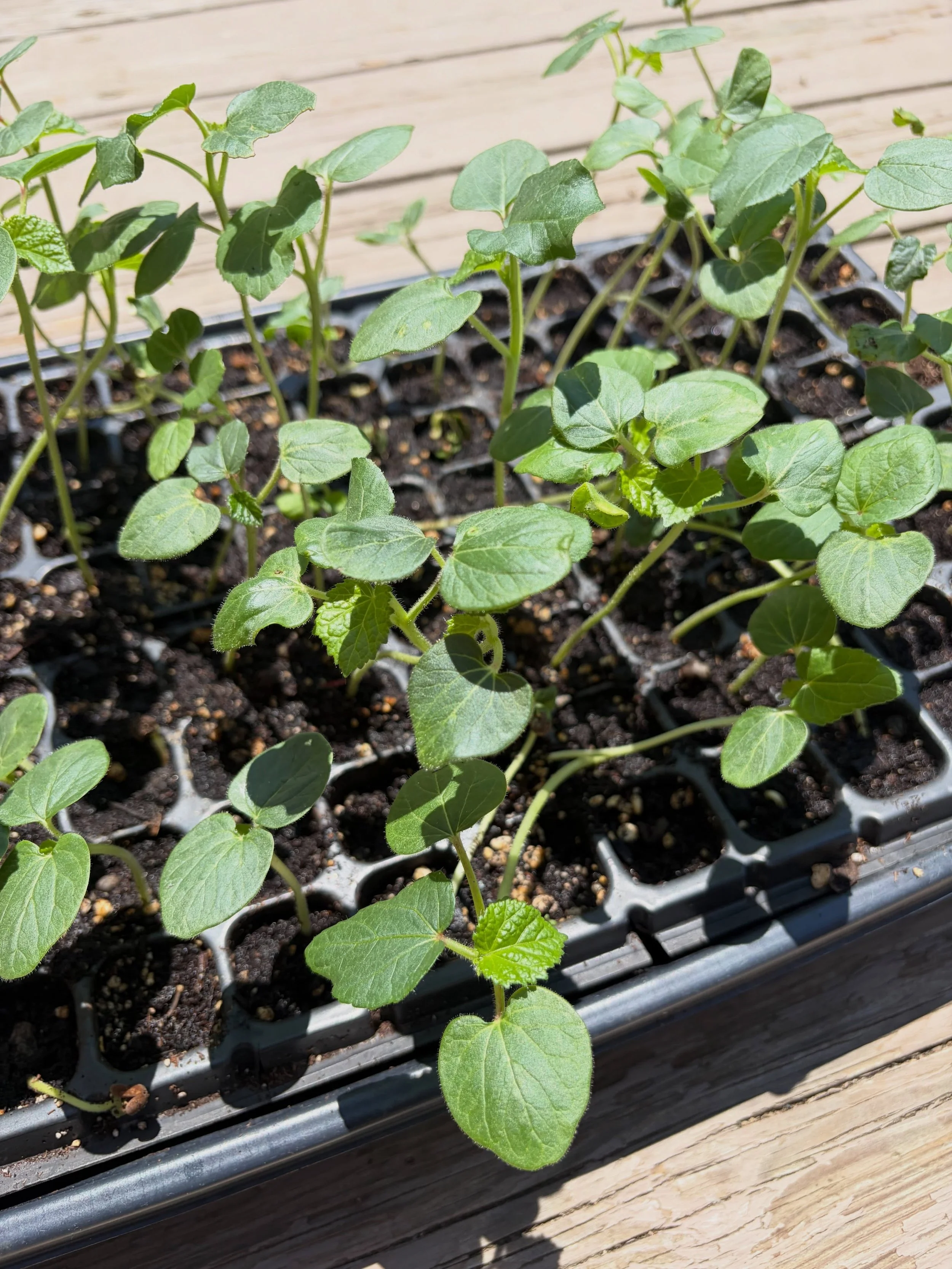 My okra sprouts look amazing!🤩 
Let me know if you want some fresh okra in a few weeks!🤗
#okra