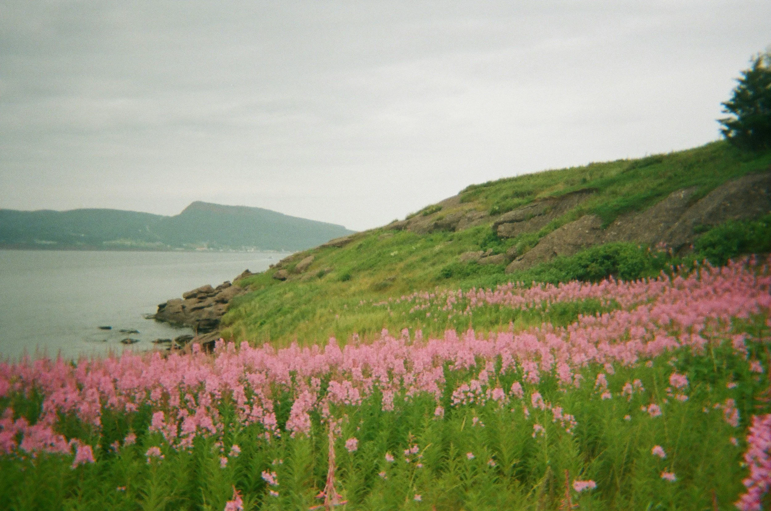 A landscape showing a hillside covered with pink flowers and green grass near a body of water, with distant hills under a cloudy sky.