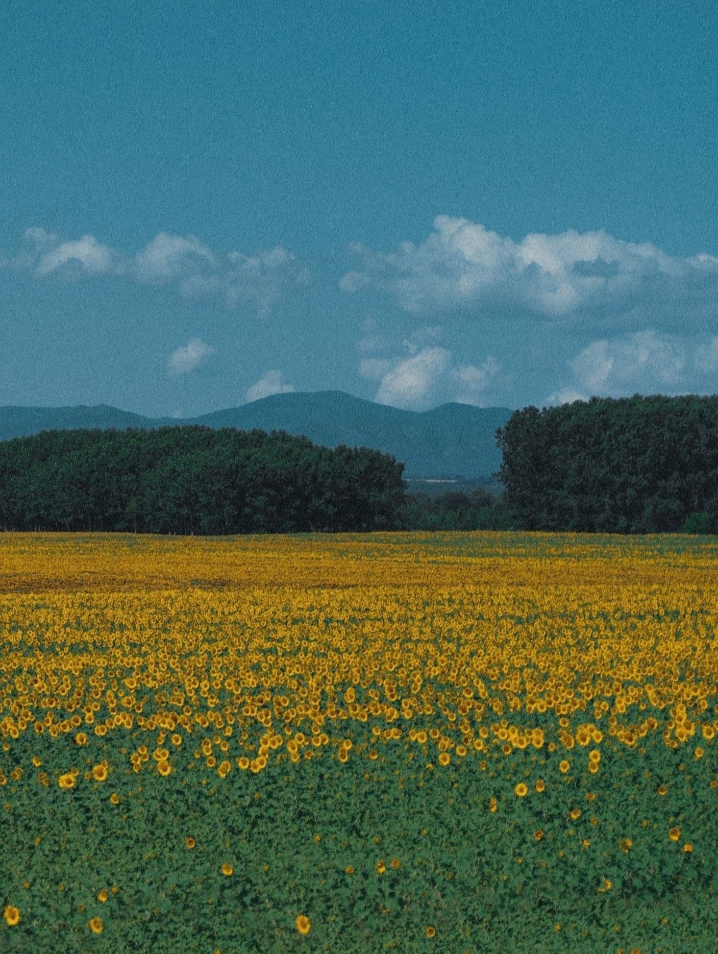 A field of blooming sunflowers stretches across the foreground, with green trees and mountains in the distance under a partly cloudy sky.