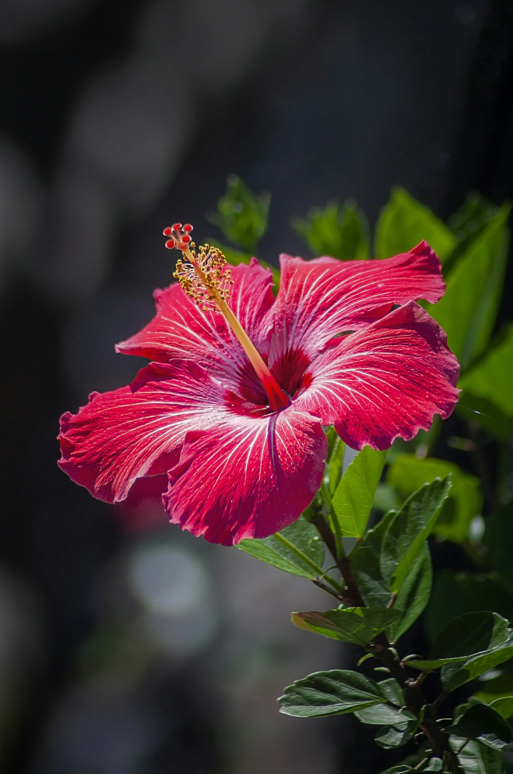Close-up of a red hibiscus flower with leaves against a dark background.
