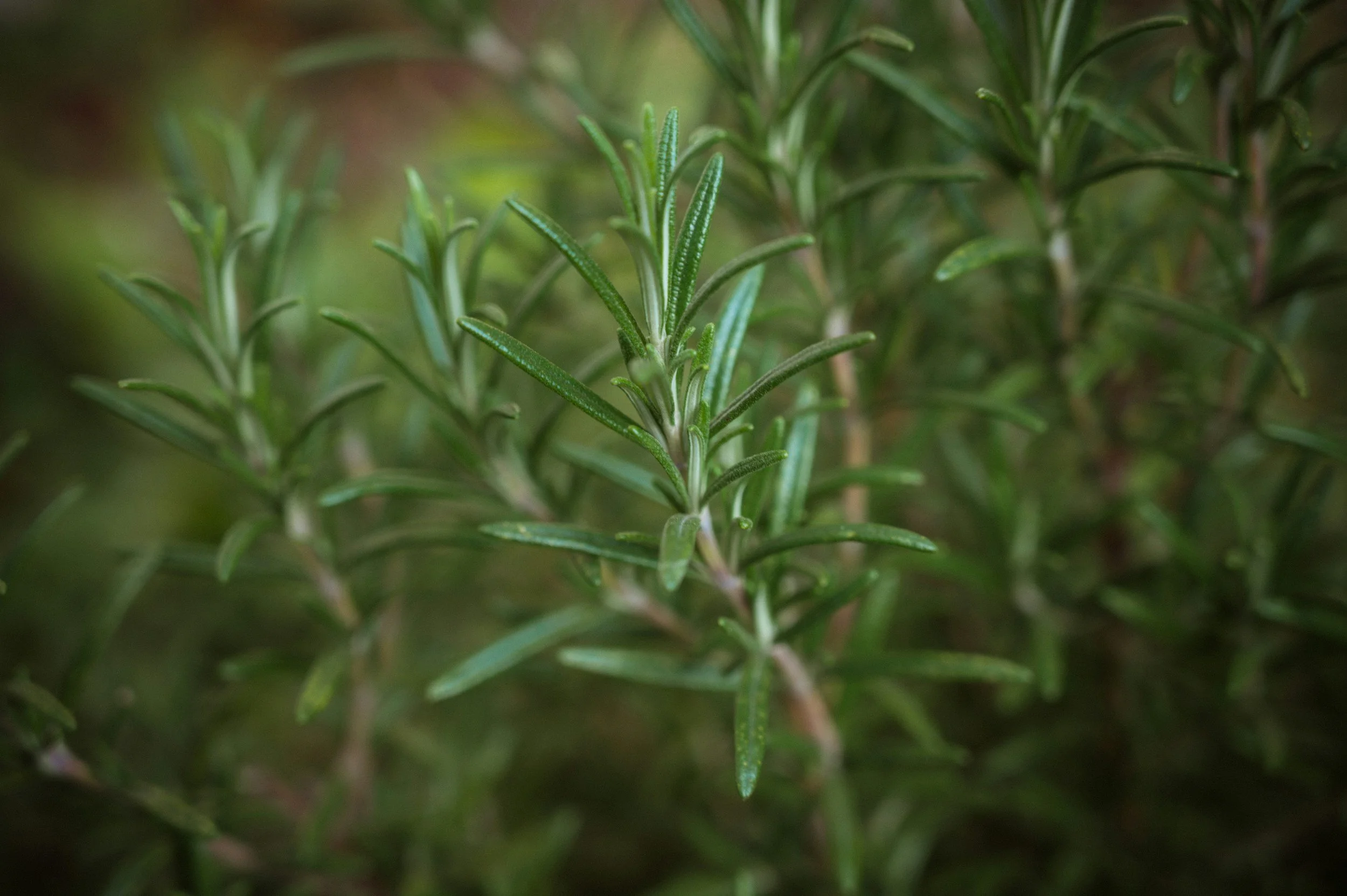 Close-up of fresh rosemary plant with green needle-like leaves.
