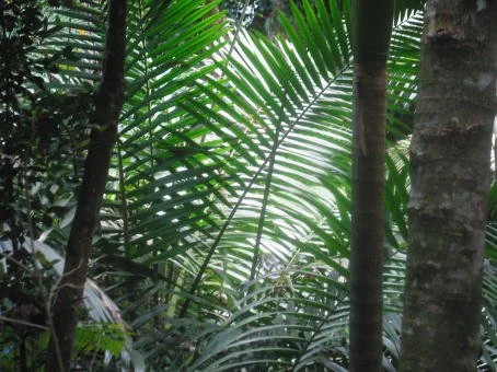 Jungle Ferns, El Yunque