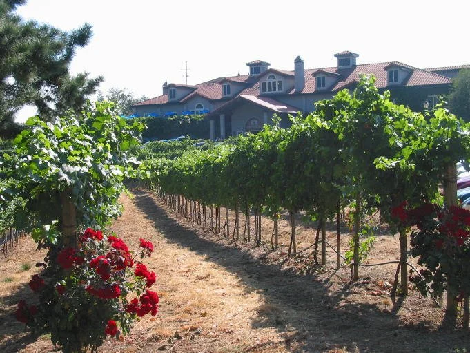 Vineyard with grapevines and a house in the background, red roses in the foreground.