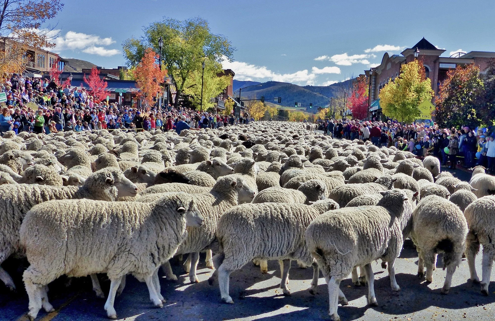 Local Food Lover’s Guide to Trailing of the Sheep