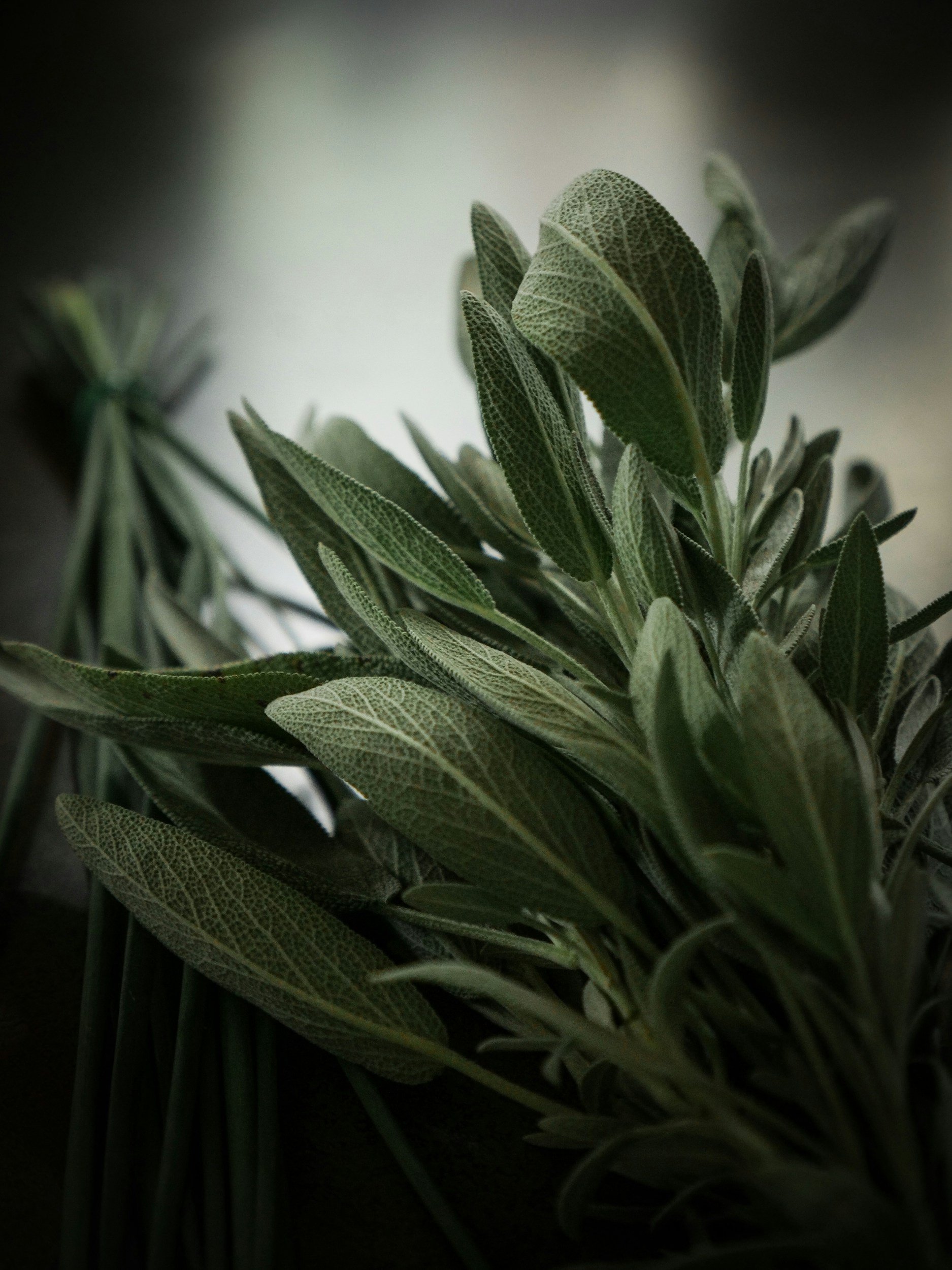 Close-up of fresh green sage and rosemary herbs with detailed textured leaves.