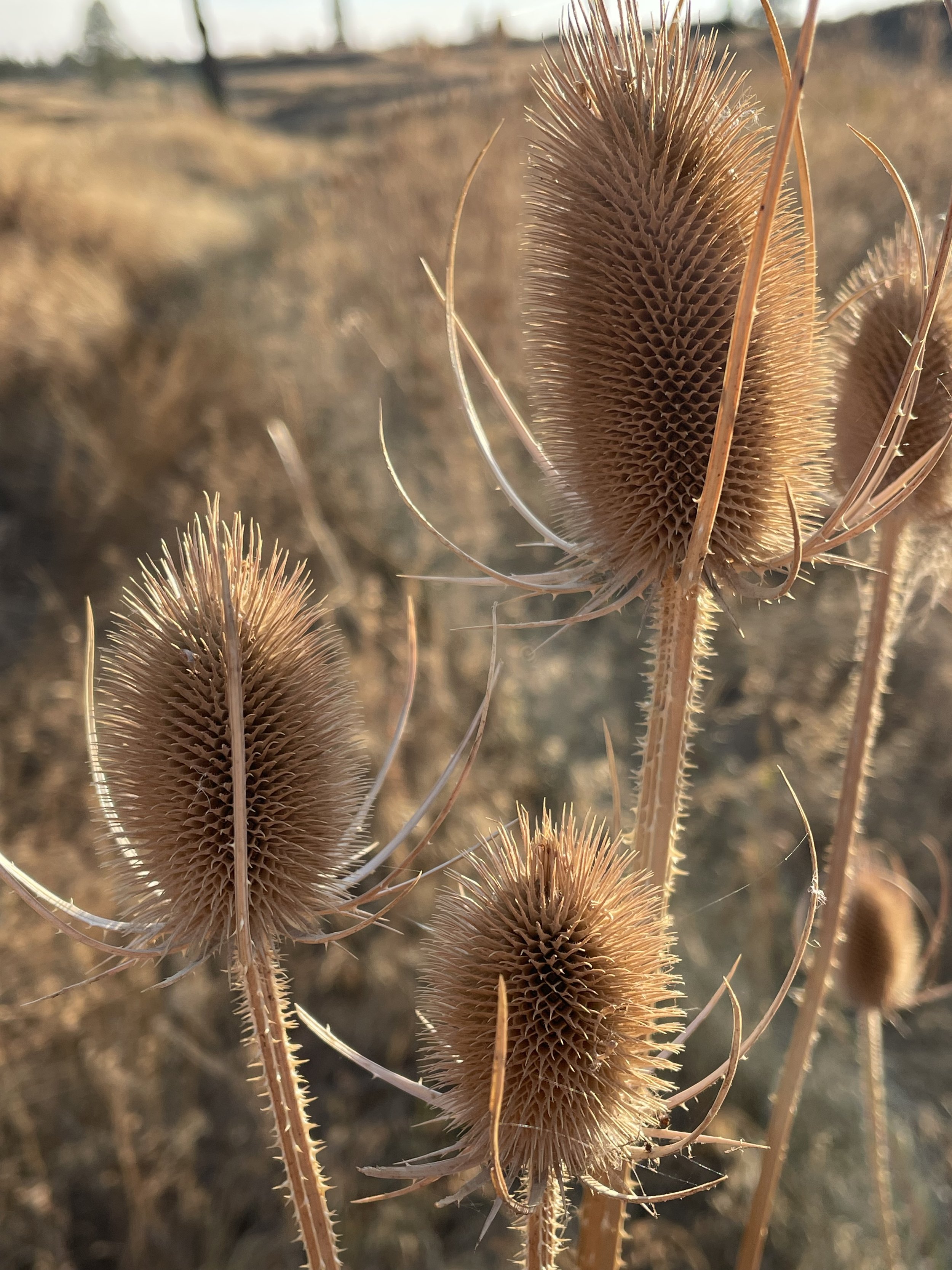 Close-up of dried teasel plants with spiky, oval-shaped seed heads in a field during sunset.