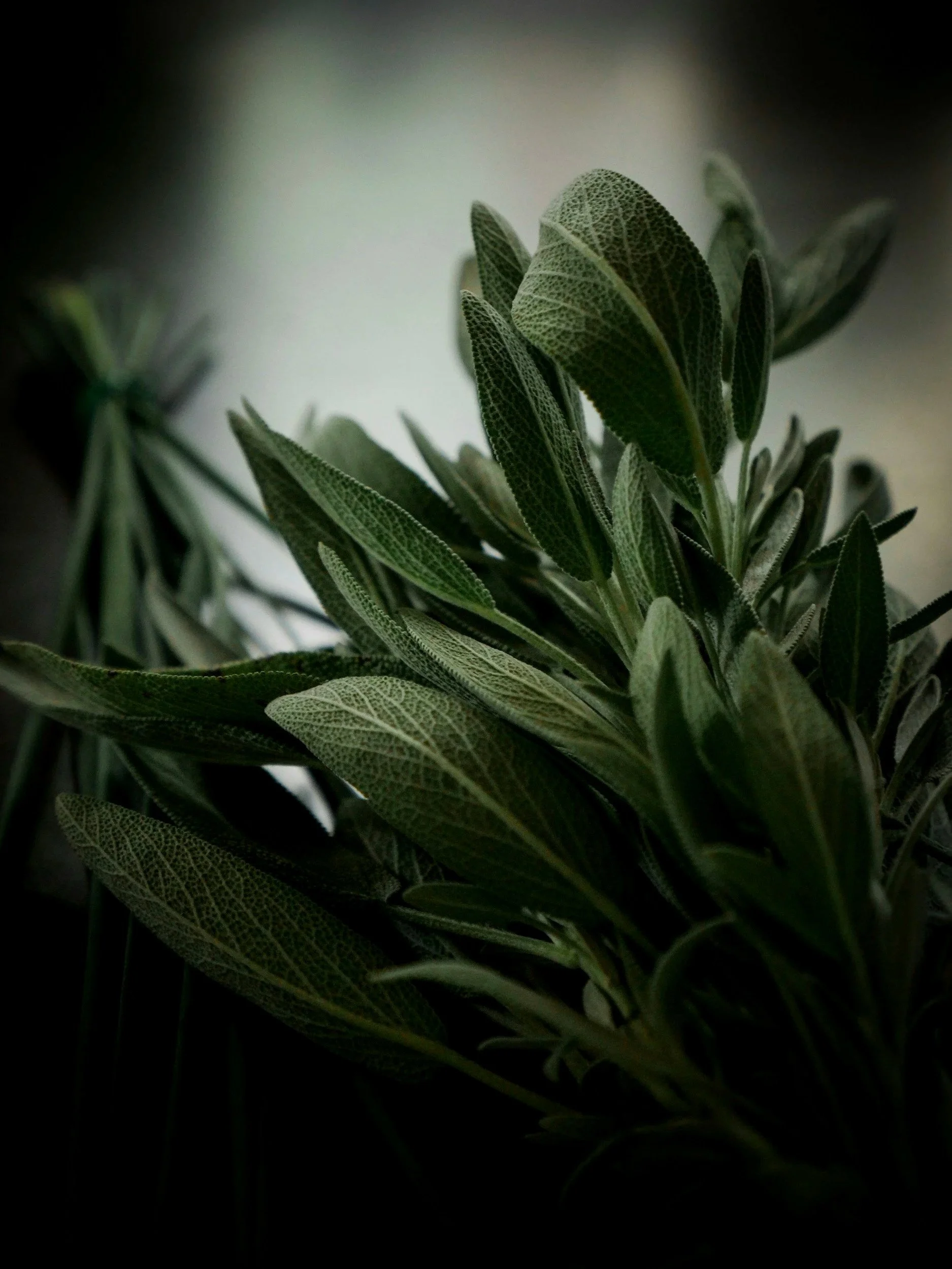 Close-up of green sage leaves with visible veining, against a blurred background.