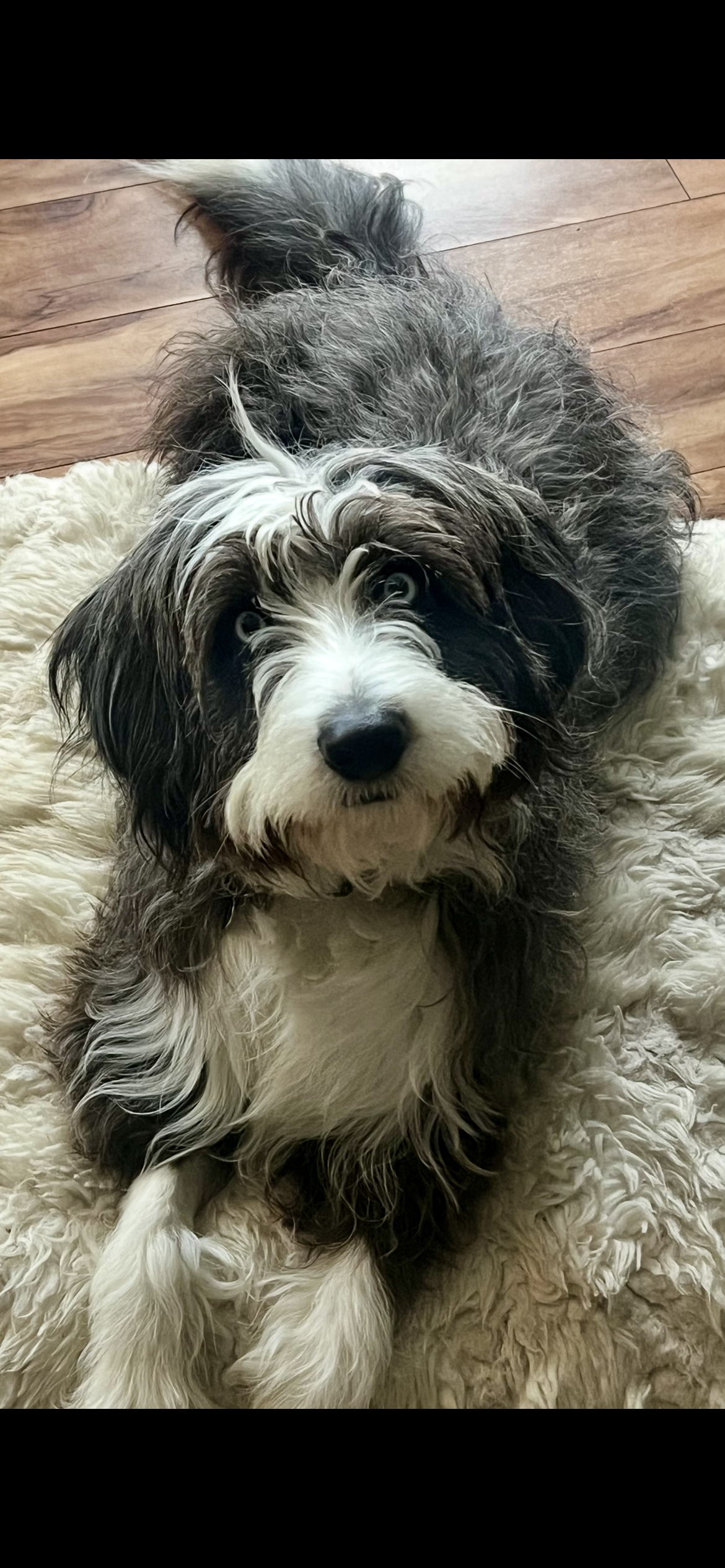 A cute, fluffy black and white puppy lying on a cream-colored shaggy rug on a wooden floor, looking up at the camera with wide eyes.