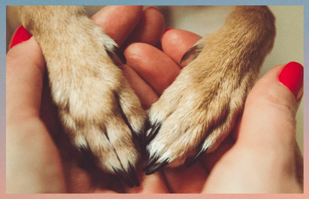 Honoring Animal Companions: Creating Memorial Altars