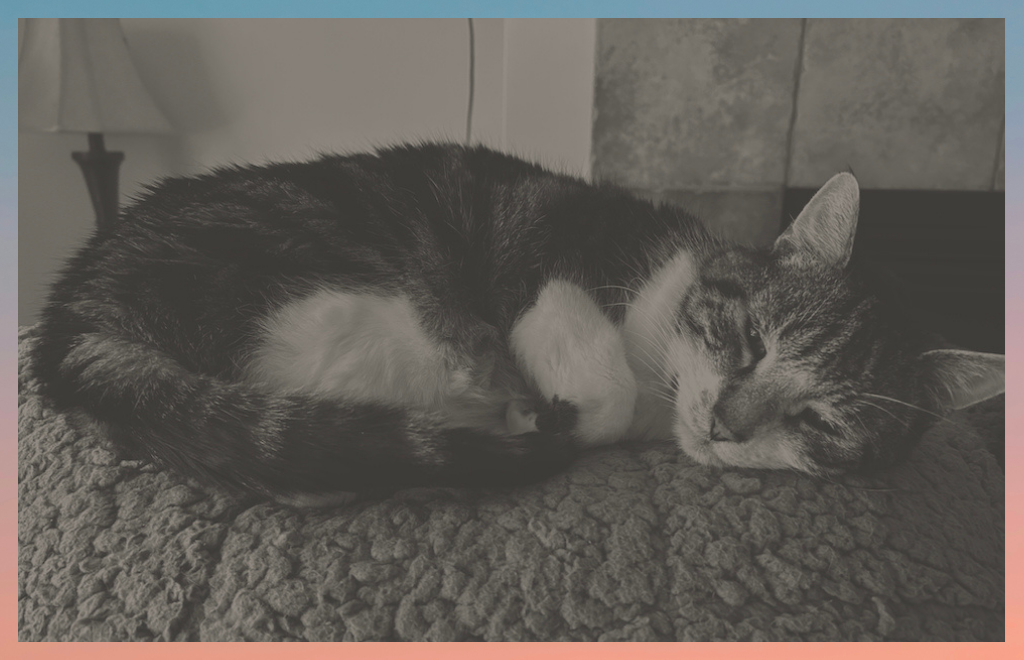 Grieving Beloved Animal Companions