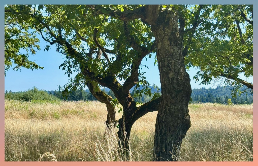 Alchemy of Late Summer: An Earth Element Workshop