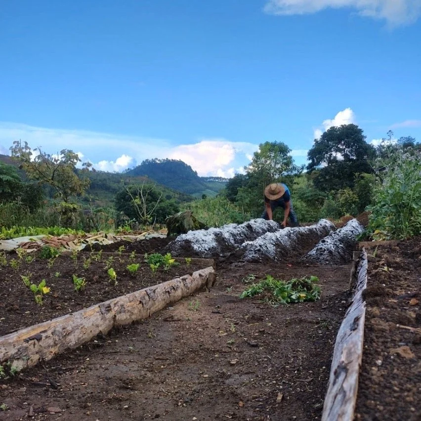 Our new consultant agronomist has been hard at work testing soils and introducing methods to improve yield using simple and accessible methods. 
 
One of these is to apply lime &mdash; an organic resource that&rsquo;s locally available and has been p