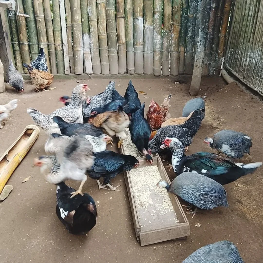 Healthy hens mean strong, protein-rich eggs that work hard to help treat and prevent malnutrition.🥚💛

At Nar&uacute;, families learn to care for their chickens and ducks with love and respect. We show how to keep their coops clean, give them plenty