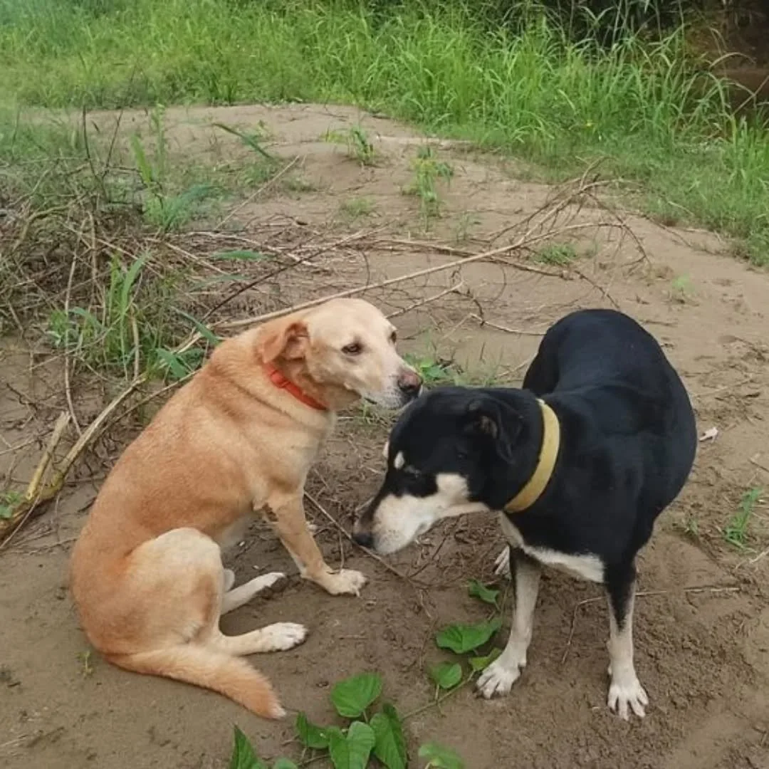 Meet Doby and Canche, the members of the Nar&uacute; team that dedicate their lives to protecting Ochoch Charmak. And they don&rsquo;t do it for the money! 🐾

Most of their day is spent following Benjamin and Abelino through their daily tasks - from
