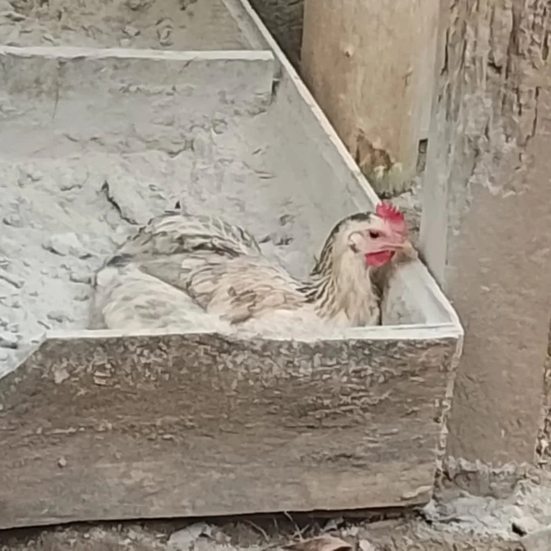 Our chickens enjoy regular therapeutic ash baths &mdash; a resource that all our families have access to &mdash; as a natural way of protecting against parasites and fleas. 

The fine ash helps keep the hens&rsquo; feathers clean, reduces pests, and 