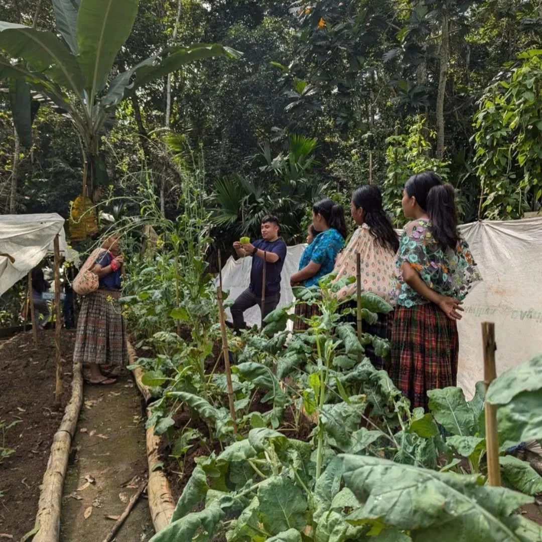 When we think of mustard, we don&rsquo;t tend to think of greens!

In this cooking demonstration, Edgar showed mothers how to harvest the leaves so that the plants stay healthy and continue producing, helping families manage their gardens more sustai