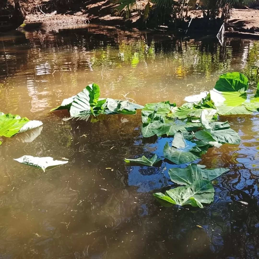 In our spring-fed pond at the Charmak site, the tilapia are fed with fresh plants like chaya and malanga leaves&mdash;nutrient-rich greens that promote healthy growth, strong immunity, and vibrant fish. 

The babies are kept apart for their own safet