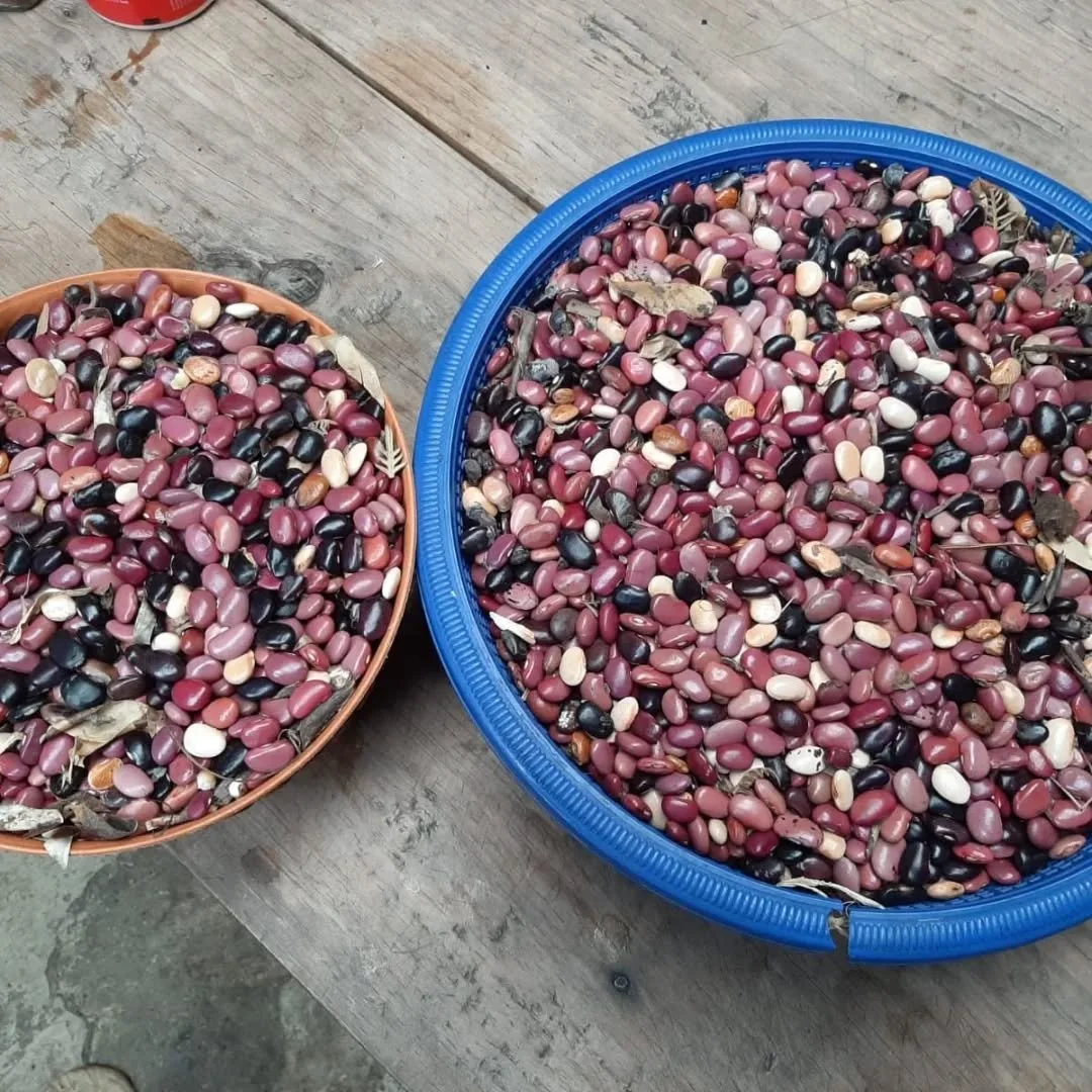 When protein is in short supply, beans are one of the easiest sources to produce - and store. 

At Solly, we just harvested Piloy beans&mdash;a popular variety in Guatemala. Not just rich in protein, they provide iron, and fiber too, making them an i