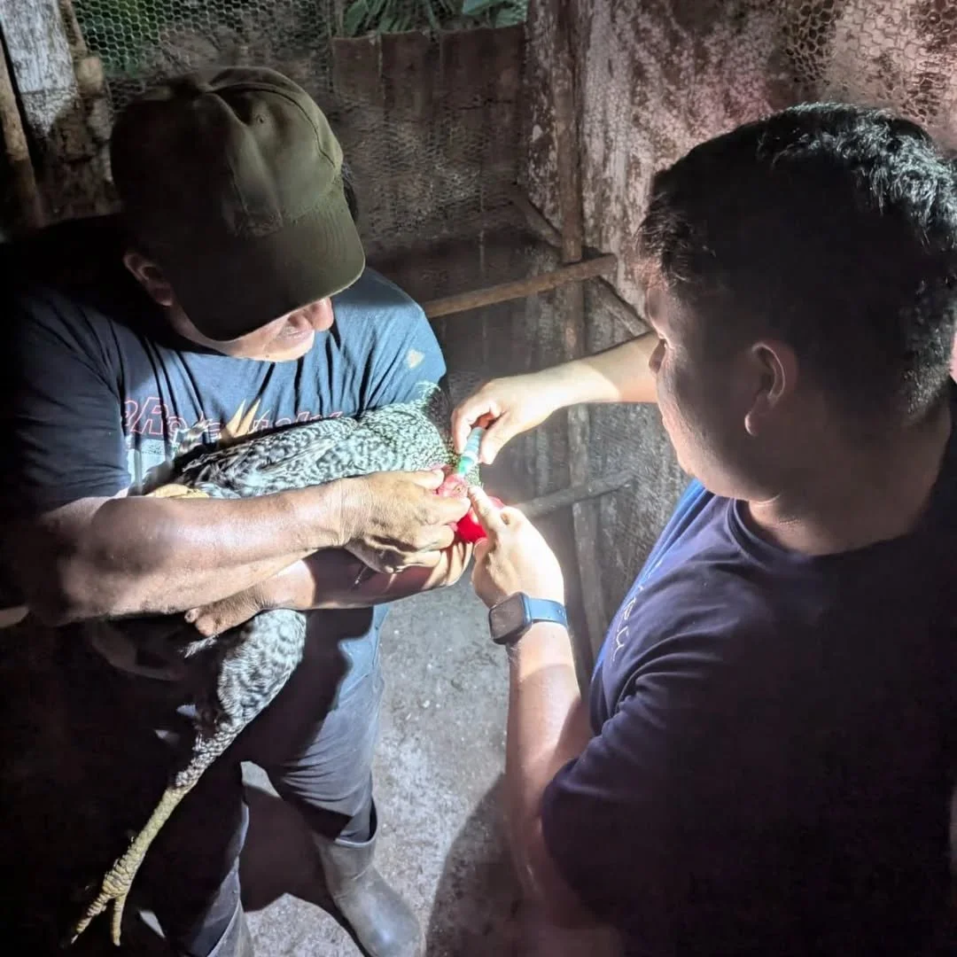 Did you know chickens need vaccines too? 🐓 Just like people, chickens can get sick from diseases that spread quickly, so we regularly vaccinate our flocks to help keep them healthy and strong.

As part of our program, families who receive chickens a