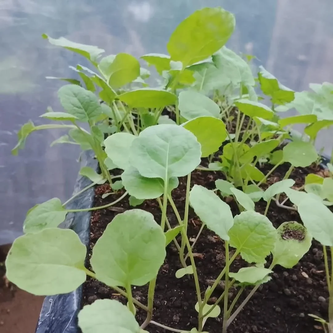 With good care, baby seedlings can grow up to become nourishing vegetables for the entire family. These healthy plants will support our cooking demonstrations and be taken home to increase food production in our communities&mdash;playing an important