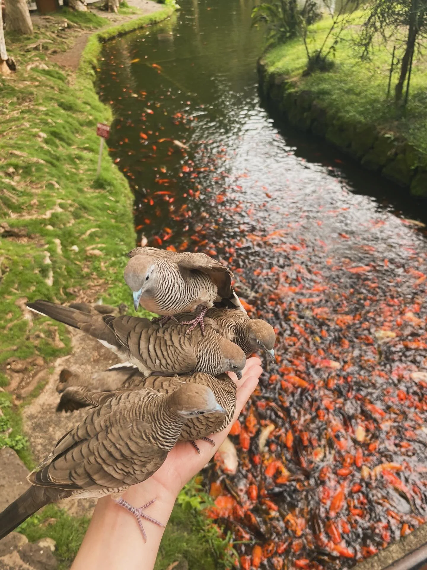 Photo dump 
&amp;
This one time I had this dream,
A man adopted 600 kids and lined them around the block
I traded postcards with him- lots of rare ones
Me and Bro (but not my real bro) found out he had a special park with an old forest and started se