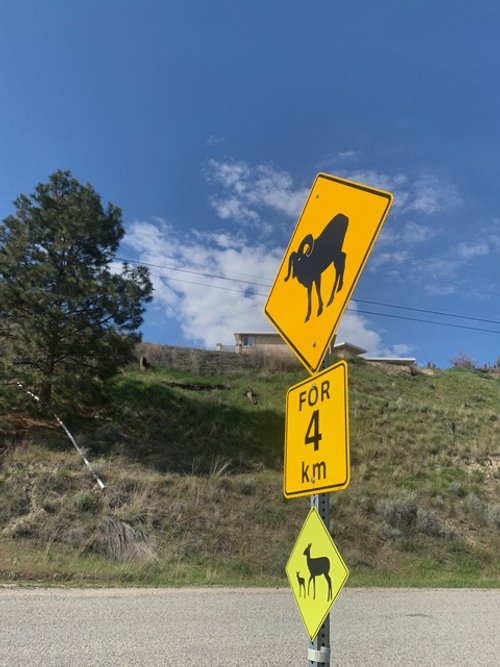 Road sign warning of a Big Horn Sheep for 4 kilometers with a silhouette of a Big Horn Sheep and below, another sign of a baby and adult deer, in the background on a grassy hillside under a blue sky.