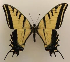 Butterflies.jpeg