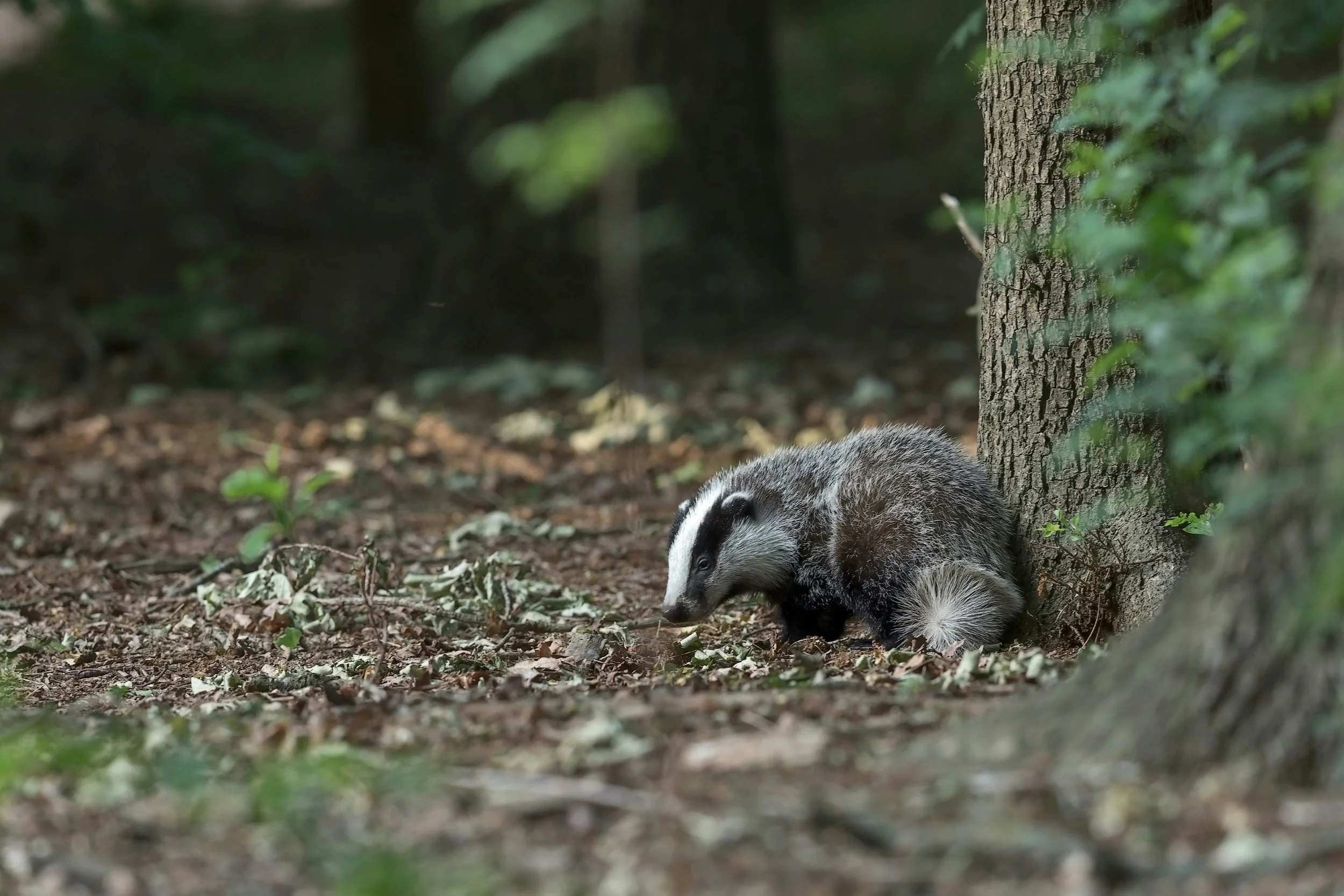 Badger.jpg