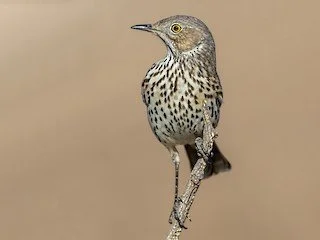 Sage Thrasher.jpeg