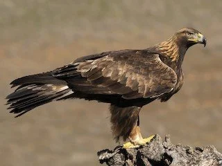Golden Eagle.jpeg
