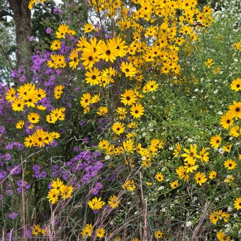 City of Asheville Municipal Golf Course Certified As An Audubon Cooperative Sanctuary
