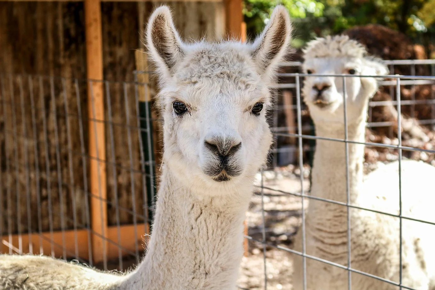 alpacas-on-the-farm.jpg
